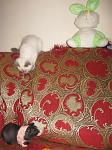     
: IMG_3123.jpg
: 23
:	88.0 
ID:	2081162