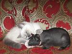     
: IMG_3107.jpg
: 26
:	88.4 
ID:	2081165