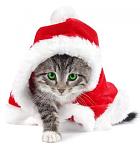     
: новогодний кот&#10.jpg
: 21
:	21.7 
ID:	2082359