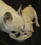     
: IMG_2146.jpg
: 34
:	87.1 
ID:	2084249