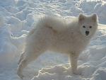     
: IMG_6639.jpg
: 34
:	90.7 
ID:	2089611