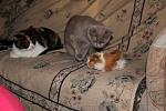     
: IMG_0128.jpg
: 28
:	31.2 
ID:	2091018
