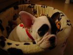     
: DSC01410.jpg
: 42
:	76.5 
ID:	2095016