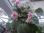     
: SPM_A1499.jpg
: 28
:	140.5 
ID:	2098863