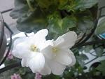     
: SPM_A1503.jpg
: 24
:	101.6 
ID:	2098865