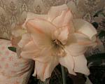     
: Photo-0078.jpg
: 13
:	227.8 
ID:	2107624