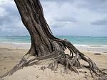     
: jamaica 148.jpg
: 56
:	171.2 
ID:	2112690