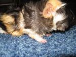     
:   IMG_1484.JPG
: 51
:	47.4 
ID:	211327