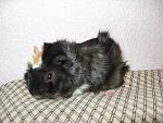     
:   IMG_1498.JPG
: 52
:	50.8 
ID:	211328