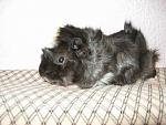     
:   IMG_1477.JPG
: 44
:	41.3 
ID:	211329