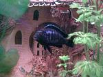    
: lichnoe 099.jpg
: 33
:	102.6 
ID:	211839