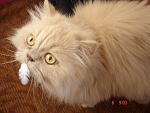    
: Мара-охотник.jpg
: 17
:	135.3 
ID:	2135430