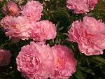     
: x_57655110.jpg
: 2
:	87.5 
ID:	2140357
