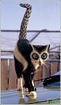     
: кошки2.jpg
: 30
:	40.6 
ID:	2141783