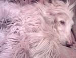     
: SP_A0267.jpg
: 14
:	158.2 
ID:	2151777