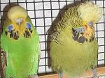     
: пара.JPG
: 48
:	100.1 
ID:	2158461