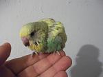     
: DSCF1168.JPG
: 33
:	271.7 
ID:	2175012