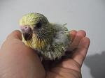     
: DSCF1167.jpg
: 39
:	60.5 
ID:	2175013