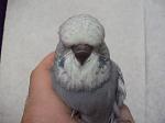     
: DSCF1160.jpg
: 51
:	67.3 
ID:	2175041