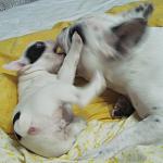     
: IMG_2134.jpg
: 26
:	82.1 
ID:	2175503