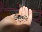     
: 100_2385.jpg
: 46
:	68.4 
ID:	2177730