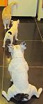     
: 1IMG_2231.jpg
: 26
:	51.9 
ID:	2179492
