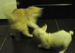     
: 1IMG_2227.jpg
: 32
:	115.0 
ID:	2179498