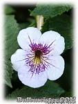     
: 1Achimenes_BlueSparkles01.jpg
: 57
:	34.8 
ID:	2180255