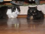     
: P1010038.jpg
: 84
:	84.9 
ID:	2189598