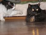     
: P1010036.jpg
: 80
:	77.7 
ID:	2189599