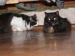     
: P1010037.jpg
: 74
:	88.3 
ID:	2189609