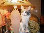     
: lichnoe 164.jpg
: 20
:	75.2 
ID:	219037
