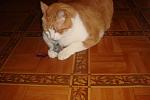     
: DSC02813.JPG
: 30
:	238.8 
ID:	2192000