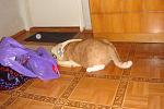     
: DSC02808.JPG
: 29
:	240.9 
ID:	2192001