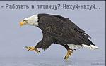     
: орел.jpg
: 15
:	23.5 
ID:	2201101