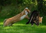     
: koshki_igraut_9.jpg
: 2
:	52.1 
ID:	220791