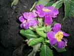     
: S4024358.jpg
: 11
:	122.2 
ID:	2210378