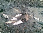     
: 06022011(004).jpg
: 437
:	173.5 
ID:	2211992