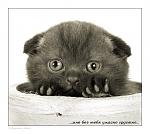     
: 1217972752_11.jpg
: 10
:	36.1 
ID:	2212899