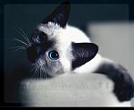     
: 9fec1e0fea4c.jpg
: 9
:	26.5 
ID:	2212900