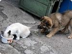     
: cat_and_dogs_12_15.jpg
: 11
:	69.6 
ID:	2214876