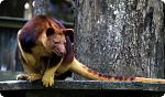     
: dendrolagus6.jpg
: 5
:	59.9 
ID:	2216767