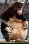     
: dendrolagus3.jpg
: 7
:	123.8 
ID:	2216768