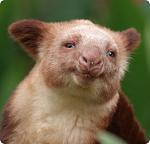    
: dendrolagus8.jpg
: 1
:	52.2 
ID:	2216771