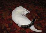     
: cat1.jpg
: 25
:	74.8 
ID:	223168