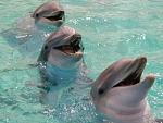     
: 1297344481_034.jpg
: 10
:	64.7 
ID:	2235802