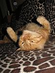     
: фото 080.jpg
: 24
:	119.1 
ID:	2259611