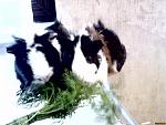     
: image200902080001.jpg
: 43
:	85.3 
ID:	226114