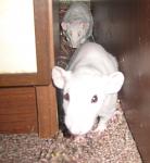     
: IMG_5400.jpg
: 18
:	65.4 
ID:	2264989