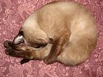     
: DSC04414.JPG
: 11
:	277.8 
ID:	2267861